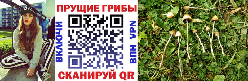 Псилоцибиновые грибы Magic Shrooms  Купить закладки  Камышлов 